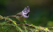 14_DSC1875_European_Crested_Tit_spicy_53pc