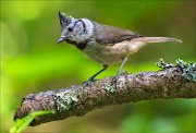 14_DSC1942_European_Crested_Tit_frank_67pc