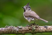 14_DSC4318_European_Crested_Tit_creepy_86pc