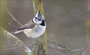 14_DSC9431_European_Crested_Tit_caducity_41pc