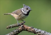 18_DSC2943_European_Crested_Tit_zingy_78pc