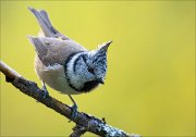 18_DSC3124_European_Crested_Tit_creep_54pc