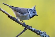 18_DSC3132_European_Crested_Tit_level_72pc