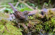 02_DSC1197_Dunnock_in_moss_near_a_pond_92pc