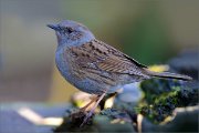 05_DSC8787_Dunnock_quasimouse_133pc