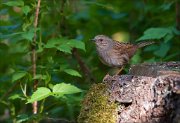 07_DSC6173_Dunnock_snag_on_73pc