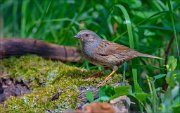 11_DSC0804_Dunnock_burnout_67pc