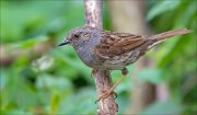 11_DSC1723_Dunnock_inquisitiveness70pc