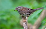 11_DSC1784_Dunnock_bearing_86pc