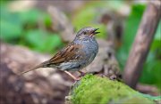 11_DSC2740_Dunnock_power_of_speech_56pc