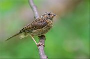 11_DSC4712_Dunnock_youth_90pc