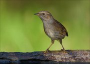 22_DSC8245_Dunnock_raillike_63pc