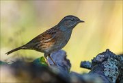 22_DSC8253_Dunnock_item_82pc