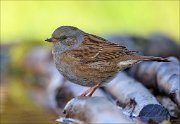 22_DSC9775_Dunnock_beck_92pc