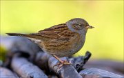 22_DSC9776_Dunnock_leave_87pc