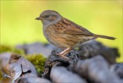 22_DSC9789_Dunnock_apex_80pc