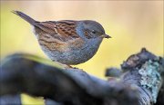 22_DSC9792_Dunnock_split_66pc