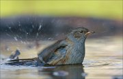 22_DSC9829_Dunnock_plash_91pc