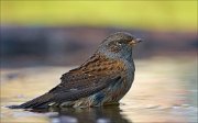 22_DSC9834_Dunnock_liquid_83pc