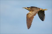 17_DSC5426_Eurasian_Bittern_forceful_58pc