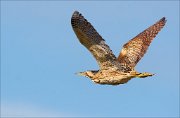 17_DSC5441_Eurasian_Bittern_willed_25pc