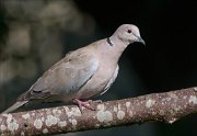 22_DSC5324_Eurasian_Collared_Dove_awake_86pc