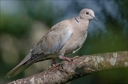 22_DSC5332_Eurasian_Collared_Dove_ascent_94pc