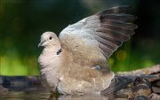 22_DSC5335_Eurasian_Collared_Dove_reverence_93pc