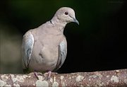 22_DSC5987_Eurasian_Collared_Dove_scrutiny_98pc