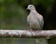 22_DSC6329_Eurasian_Collared_Dove_lucid_79pc