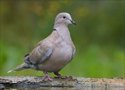 22_DSC6331_Eurasian_Collared_Dove_pretty_84pc