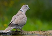 22_DSC6336_Eurasian_Collared_Dove_grumble_90pc