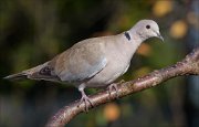 22_DSC6423_Eurasian_Collared_Dove_sting_97pc