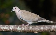 22_DSC8259_Eurasian_Collared_Dove_blackish_81pc