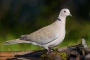 22_DSC8273_Eurasian_Collared_Dove_smug_95pc