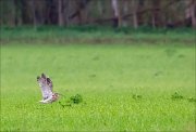 17_DSC3407_Eurasian_Curlew_uprise_19pc