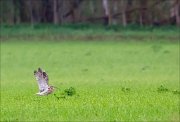 17_DSC3407_Eurasian_Curlew_uprise_19pc