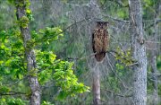 17_DSC4615_Eurasian_Eagle-owl_warden_30pc