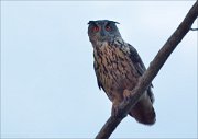 17_DSC4763_Eurasian_Eagle-owl_defiance_42pc