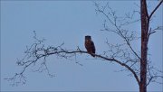 17_DSC4809_Eurasian_Eagle-owl_lonesome_41pc