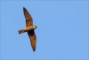 17_DSC4914_Eurasian_Hobby_honed_13pc