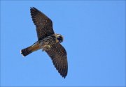 21_DSC0019_Eurasian_Hobby_guzzle_43pc