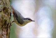 01_DSC9899_Eurasian_Nuthatch_pinery_65pc