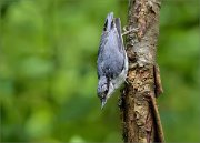 02_DSC0934_Eurasian_Nuthatch_gravity_56pc