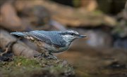 11_DSC3677_Eurasian_Nuthatch_retention_75pc