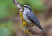 11_DSC3688_Eurasian_Nuthatch_nobly_94pc