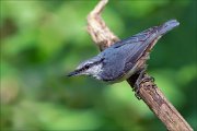 11_DSC3705_Eurasian_Nuthatch_cord_69pc