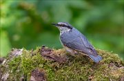 11_DSC3723_Eurasian_Nuthatch_rear_62pc