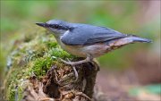 14_DSC0770_Eurasian_Nuthatch_tenure_65pc