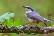 14_DSC0785_Eurasian_Nuthatch_splendor_101pc